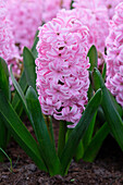 Hyazinthe (Hyacinthus) 'Pink Surprise'