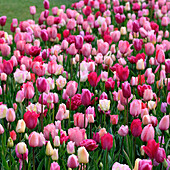 Gemischte rosafarbene Tulpen (Tulipa)