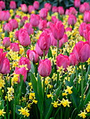 Narzisse (Narcissus) 'Tete a Tete', Tulpe (Tulipa) 'Lady van Eijk'