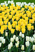 Tulpe (Tulipa) 'Purissima', 'Yellow Purissima'