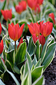 Tulpe (Tulipa praestans) 'Unicum'