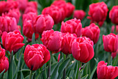 Tulpe (Tulipa) 'Red Foxtrot'