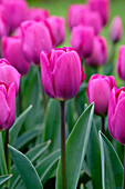 Tulpe (Tulipa) 'Roeska'