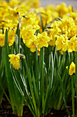 Narzisse (Narcissus) 'Yellow Parrot'