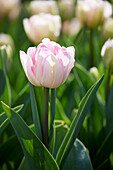 Tulpe (Tulipa) 'Foxtrot'