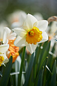 Narzisse (Narcissus) 'Chromacolor'