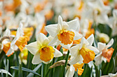 Narcissus Chromacolor