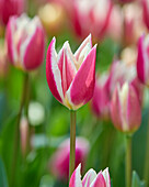 Tulpe (Tulipa) 'Candy Apple Delight'