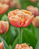 Tulpe (Tulipa) 'Copper Image'