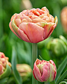 Tulpe (Tulipa) 'Copper Image'