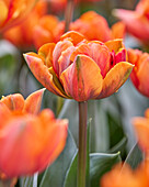 Tulipa Hermitage Double