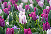 Tulpe (Tulipa) 'gemischt'