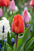Tulpe (Tulipa) 'Lalibela'