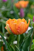 Tulpe (Tulipa) 'Orca'