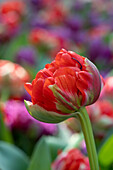 Tulpe (Tulipa) 'Bombastic Red'