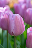 Tulpe (Tulipa) 'Alibi'