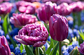 Tulpe (Tulipa) 'Double Flag', 'Purple Flag'