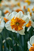 Narcissus Pick Up