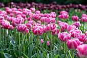 Tulpe (Tulipa) 'Vogue'