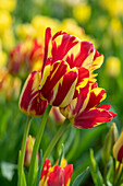 Tulipa Wonder Club
