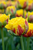 Tulpe (Tulipa) 'Kensington'