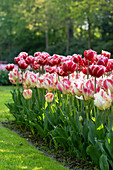 Tulpe (Tulipa) 'Blushing Parrot', 'Drumline'