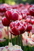 Tulpe (Tulipa) 'Drumline'