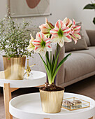 Ritterstern, auch Amaryllis (Hippeastrum) 'Moon Scene'