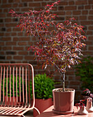 Acer palmatum Royal Garnet