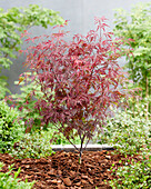 Fächerahorn (Acer palmatum) 'Royal Garnet'