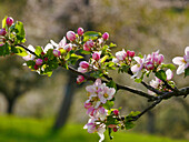 Streuobstwiese, Zweig mit Apfelblüte (Malus)
