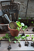 Dividing and repotting offshoots of cannon flower (Pilea peperomioides)