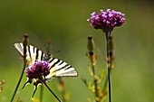 A scarce swallowtail butterfly (Iphiclides podalirius) on Argentine vervain (Verbena bonariensis)