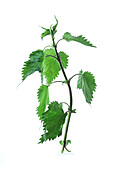 A stalk of nettle on white background