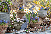 Blumentöpfe mit Blausternen (Scilla), Narzissen (Narcissus), Krokus (Crocus) und Kätzchenweide und Hasenfigur, Osterdeko