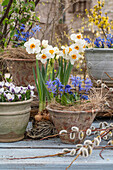 Blumentöpfe mit Blausternen (Scilla), Narzissen (Narcissus), Krokus (Crocus) und Kätzchenweide