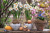 Blühende Narzissen (Narcissus) und Blausterne (Scilla) in Töpfen auf Holzbalken und Eier als Osterdekoration