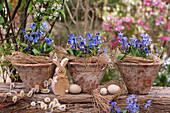 Easter decoration with blue stars (Scilla) in pots and Easter bunny figure