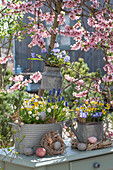 Blumenschalen aus altem Blech mit Sternhyazinthen (Chionodoxa Forbesii), Hornveilchen, Traubenhyazinthen mit Osterdekoration vor blühendem Pfirsichbaum