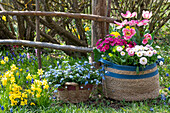Korbtaschen mit Gänseblümchen (Bellis perennis), Narzissen (Narcissus), Tulpen (Tulipa), Garten-Zinerarie (Pericallis) und Vergissmeinnicht im Garten
