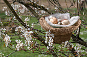 Easter nest in straw hat with eggs in blossoming rock pear (Amelanchier)