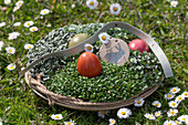 Osternest mit Kresse, Sprossen, Eier und Schriftzug im Gras