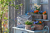 Star hyacinths, grape hyacinths, horned violets (Viola cornuta), blue stars (Scilla), daffodils in planters with Easter decorations on the terrace