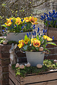 Yellow tulip 'Flair' (Tulipa) and grape hyacinths (Muscari) in pots with Easter decoration