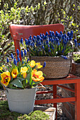 Gelbe Tulpe 'Flair' (Tulipa) und Traubenhyazinthen (Muscari) im Topf