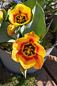 Zweifarbige Tulpe 'Flair' (Tulipa) im Topf, Portrait