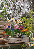 Traubenhyazinthen (Muscari), Narzissen (Narcissus), Hyazinthen (Hyacinthus), Garten-Stiefmütterchen und Primeln in Blumentöpfen mit Osterdeko im Garten