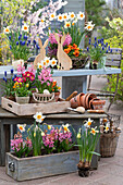 Spring flowers in planters, grape hyacinths (Muscari), daffodils (Narcissus), hyacinths (Hyacinthus), garden pansies and Easter decorations