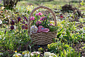Osterkorb mit Gänseblümchen, Schachblume (Fritillaria), Nelken, Eier, Kresse im Beet