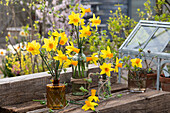 Alpenveilchen-Narzisse (Narcissus cyclamineus) in Vasen, und Minigewächshaus